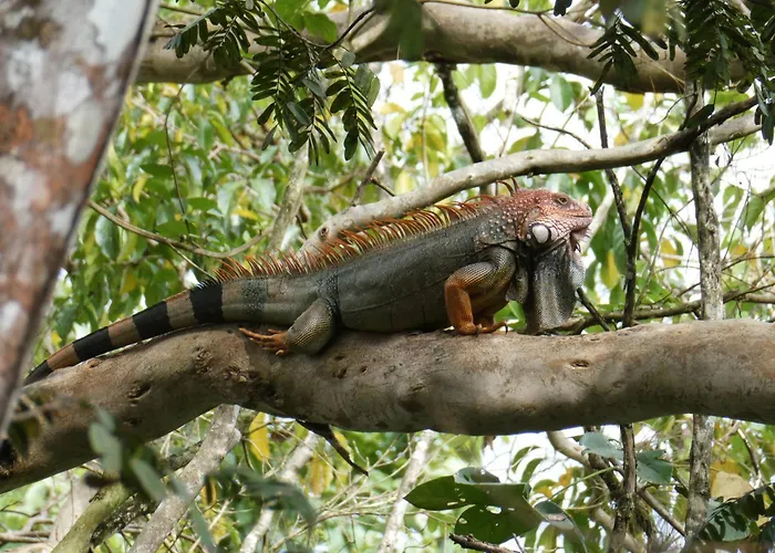 Auberge de jeunesse Alouatta Playa Coyote