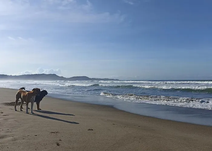 Alouatta Playa Coyote *