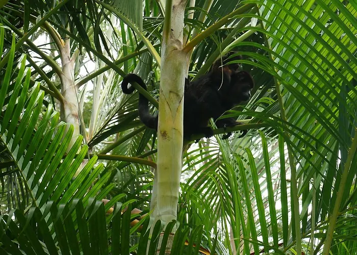 Alouatta Playa Coyote Auberge de jeunesse
